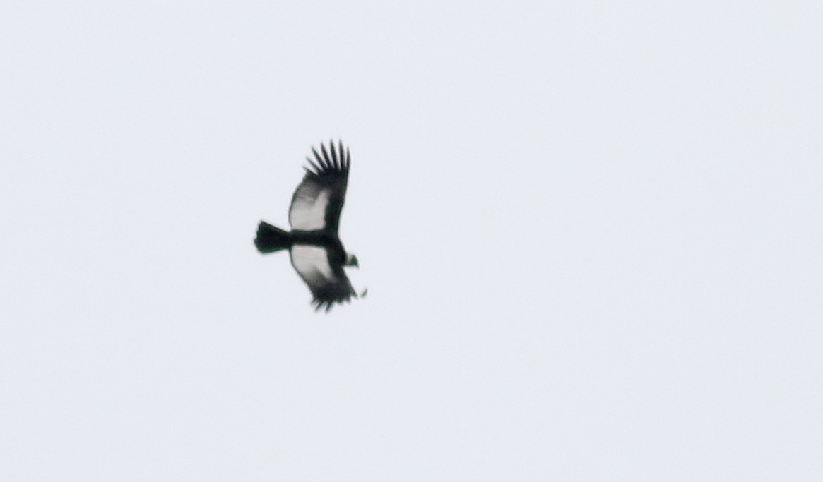 Andean Condor - Jay McGowan