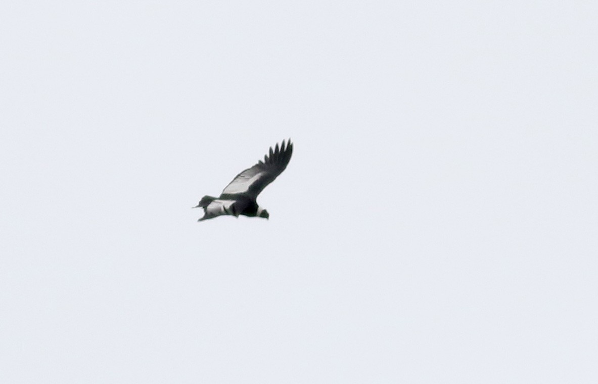 Andean Condor - ML25856371