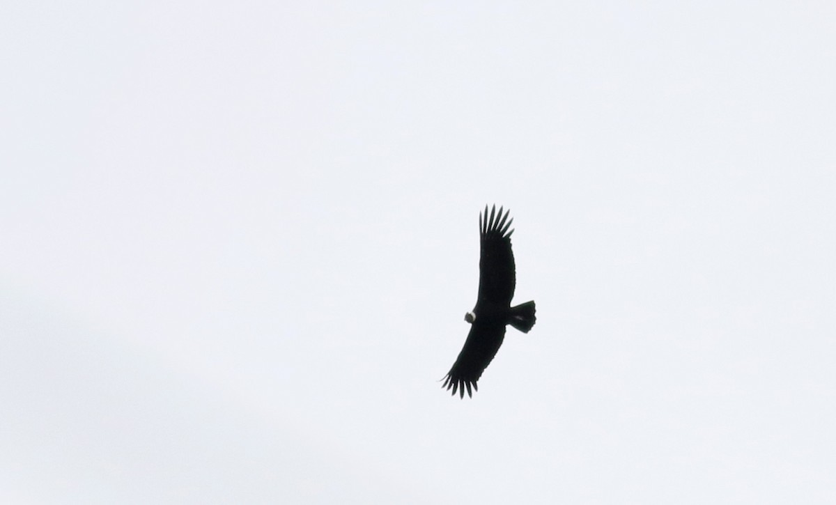 Andean Condor - ML25856381