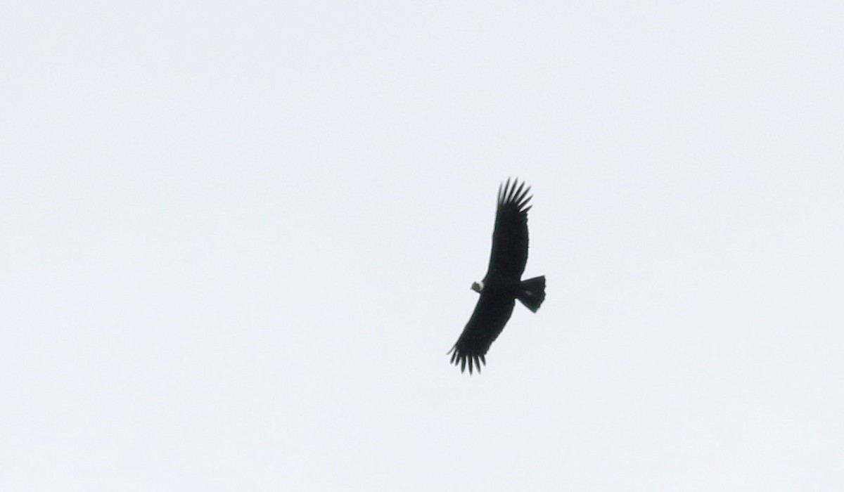 Andean Condor - ML25856391