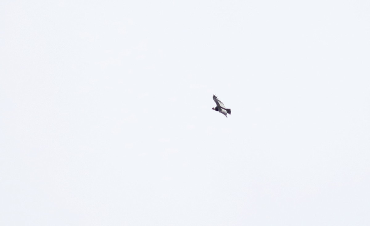 Andean Condor - Jay McGowan