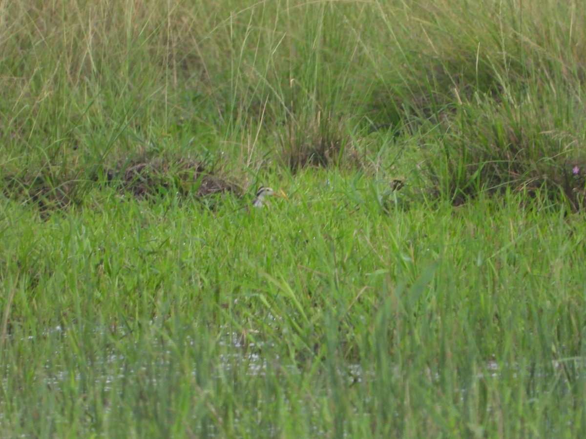 Northern Jacana - ML258567031