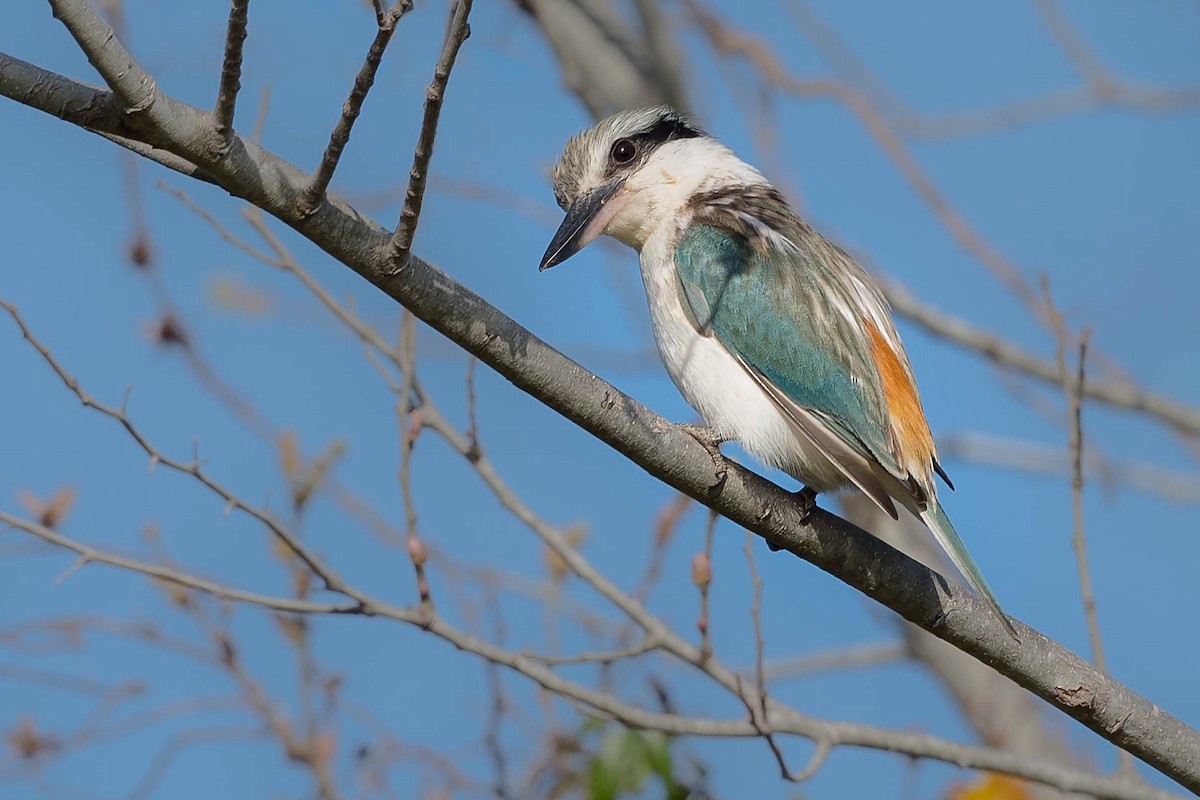 Red-backed Kingfisher - ML258567201