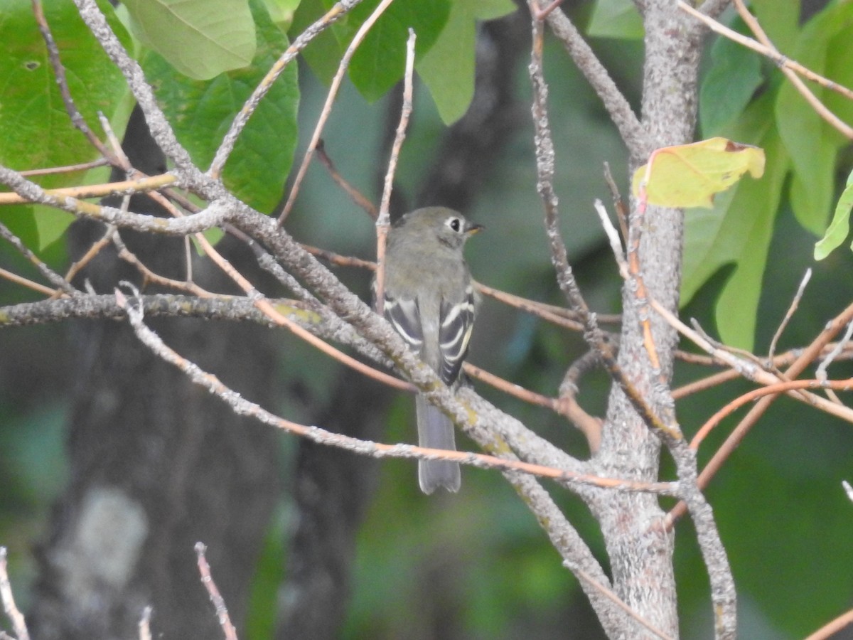 Least Flycatcher - ML258567621