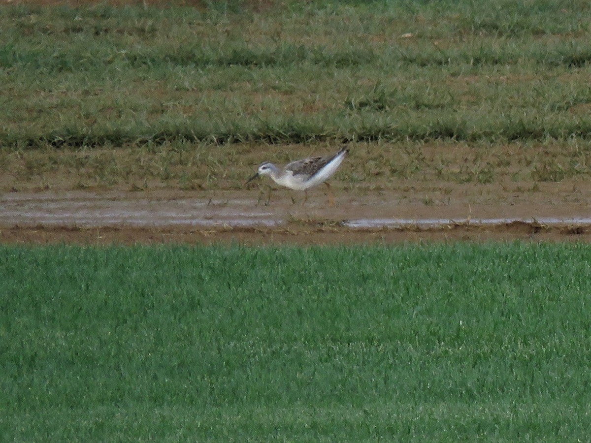 Wilson's Phalarope - ML258568811