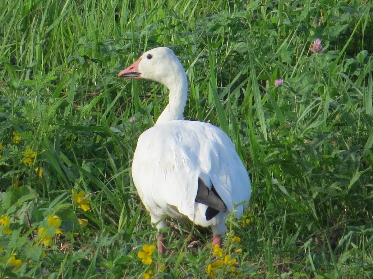 Snow Goose - ML258569391