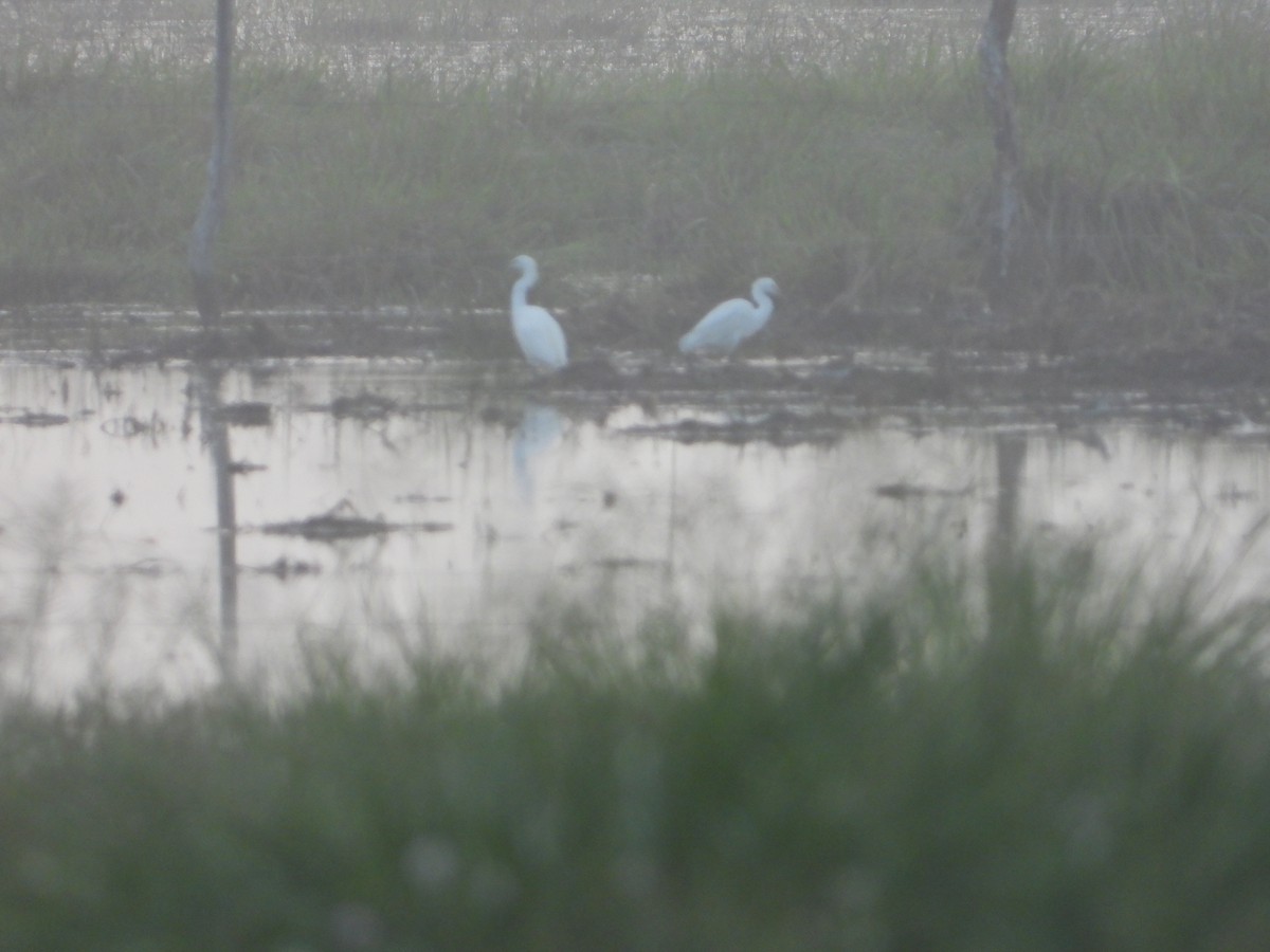 Snowy Egret - ML258569471