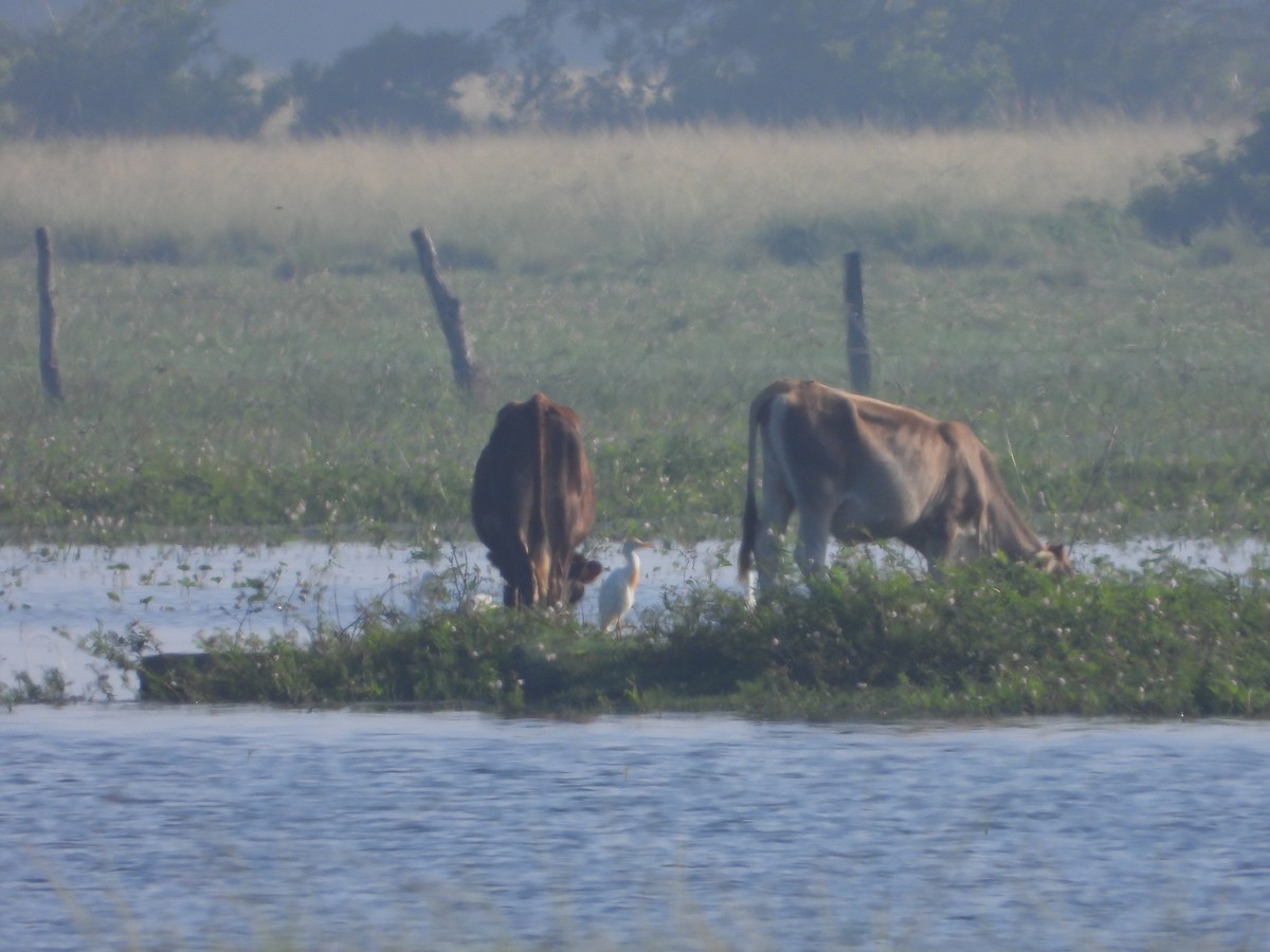 Western Cattle Egret - ML258569711