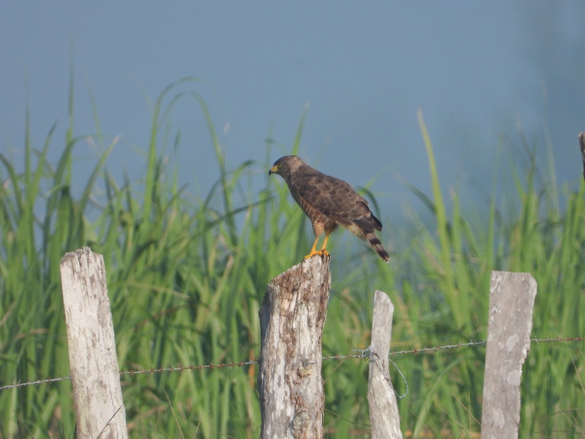 Roadside Hawk - ML258569951