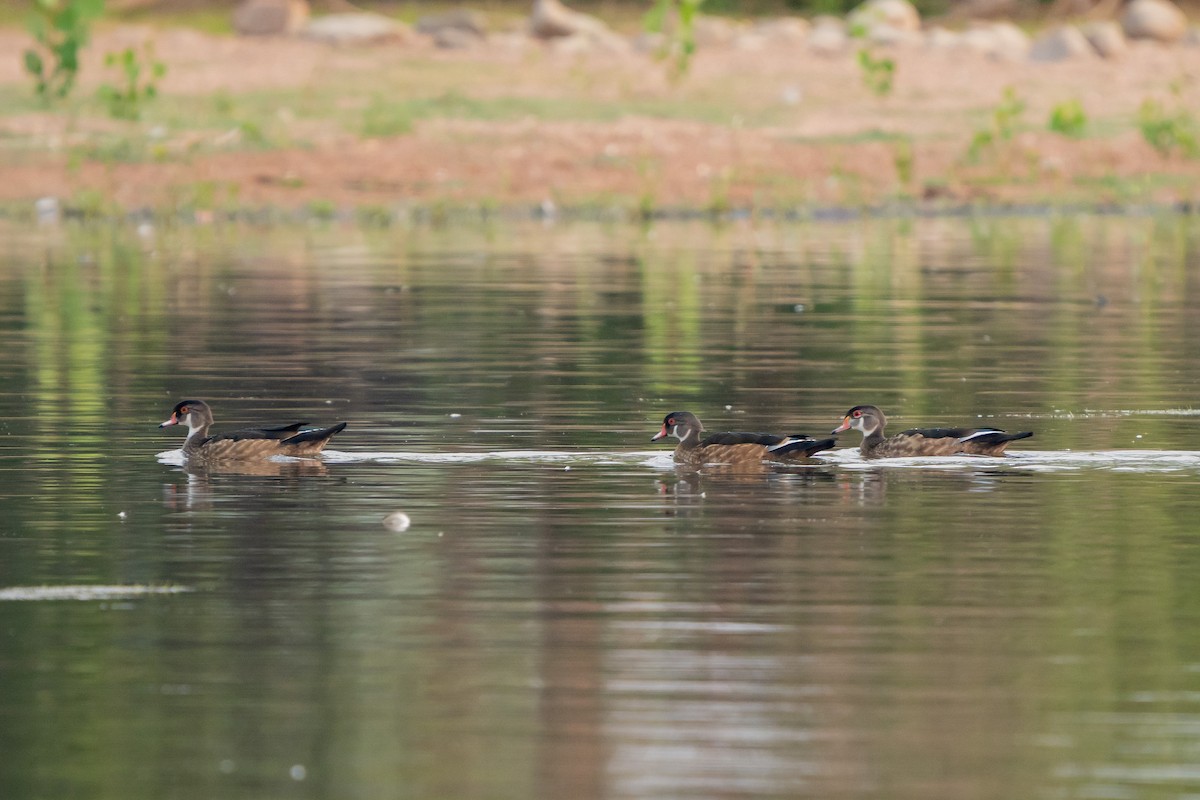 Wood Duck - ML258570291