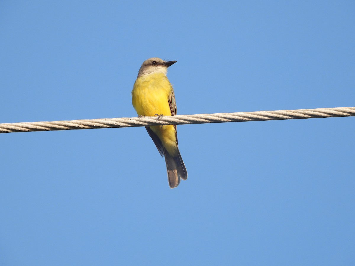 Tropical Kingbird - ML258570361