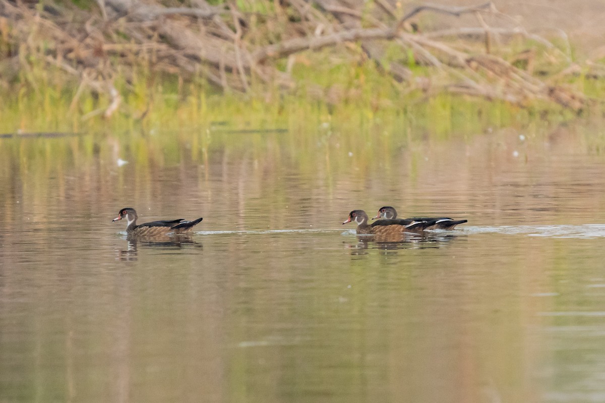 Wood Duck - ML258570371