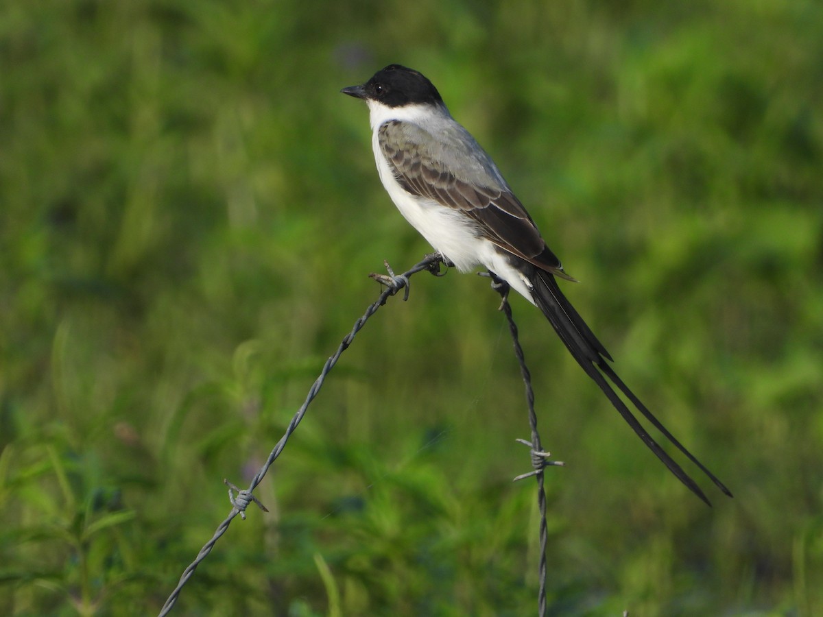 Fork-tailed Flycatcher - Ivani Martínez Paredes