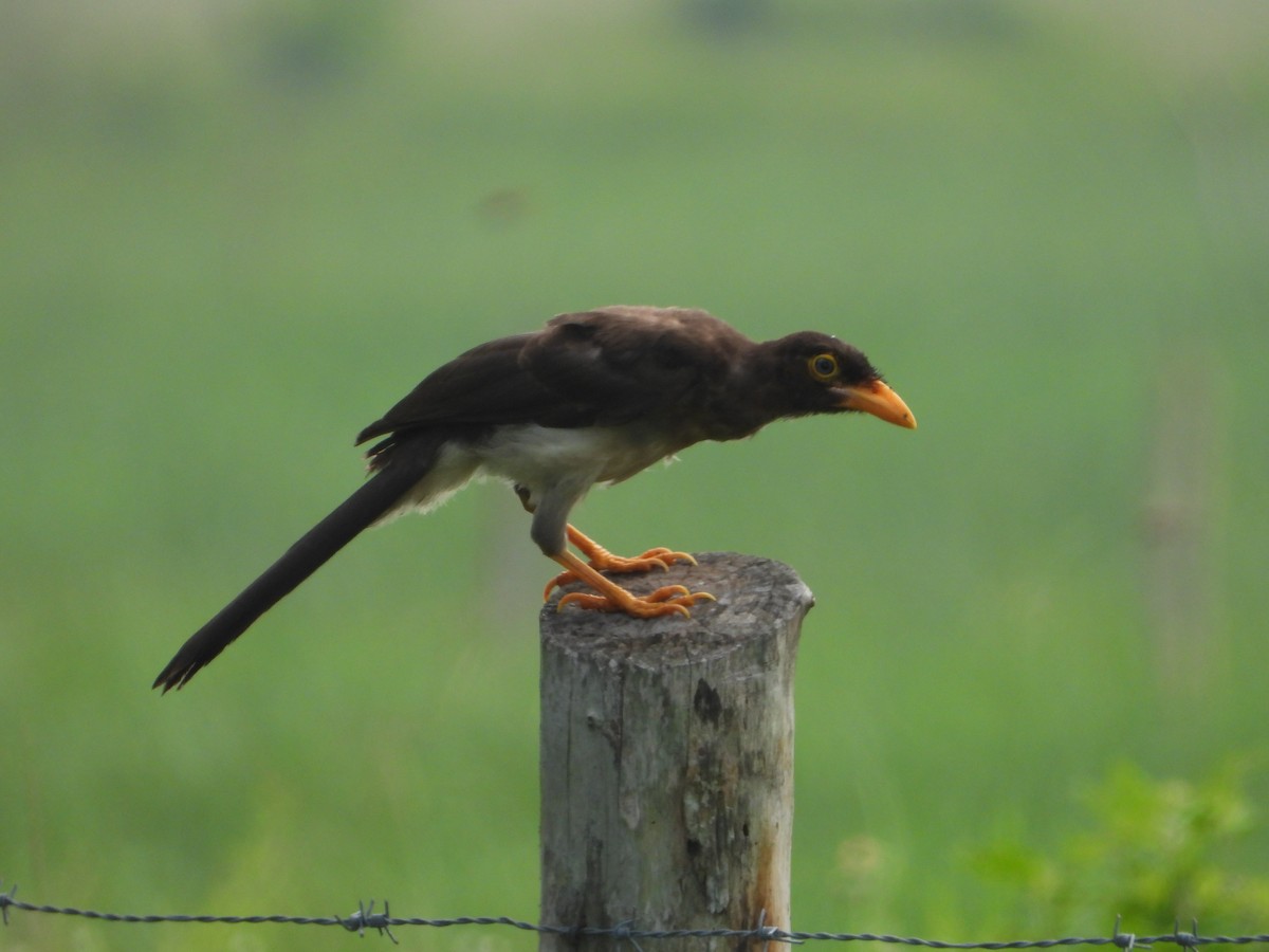 Brown Jay - ML258570681