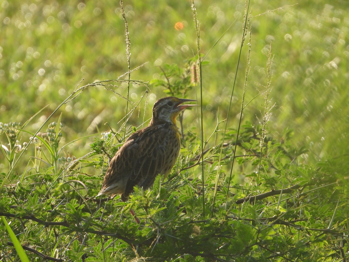 Eastern Meadowlark - ML258570721