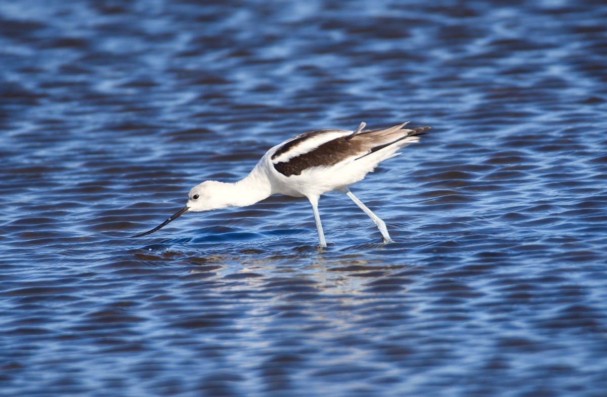 Avocette d'Amérique - ML258570961