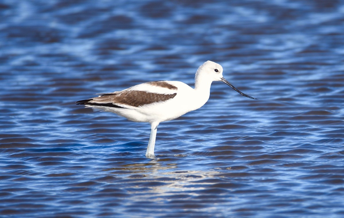 Avoceta Americana - ML258570991