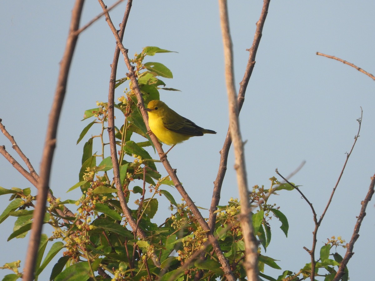 Paruline jaune - ML258571261