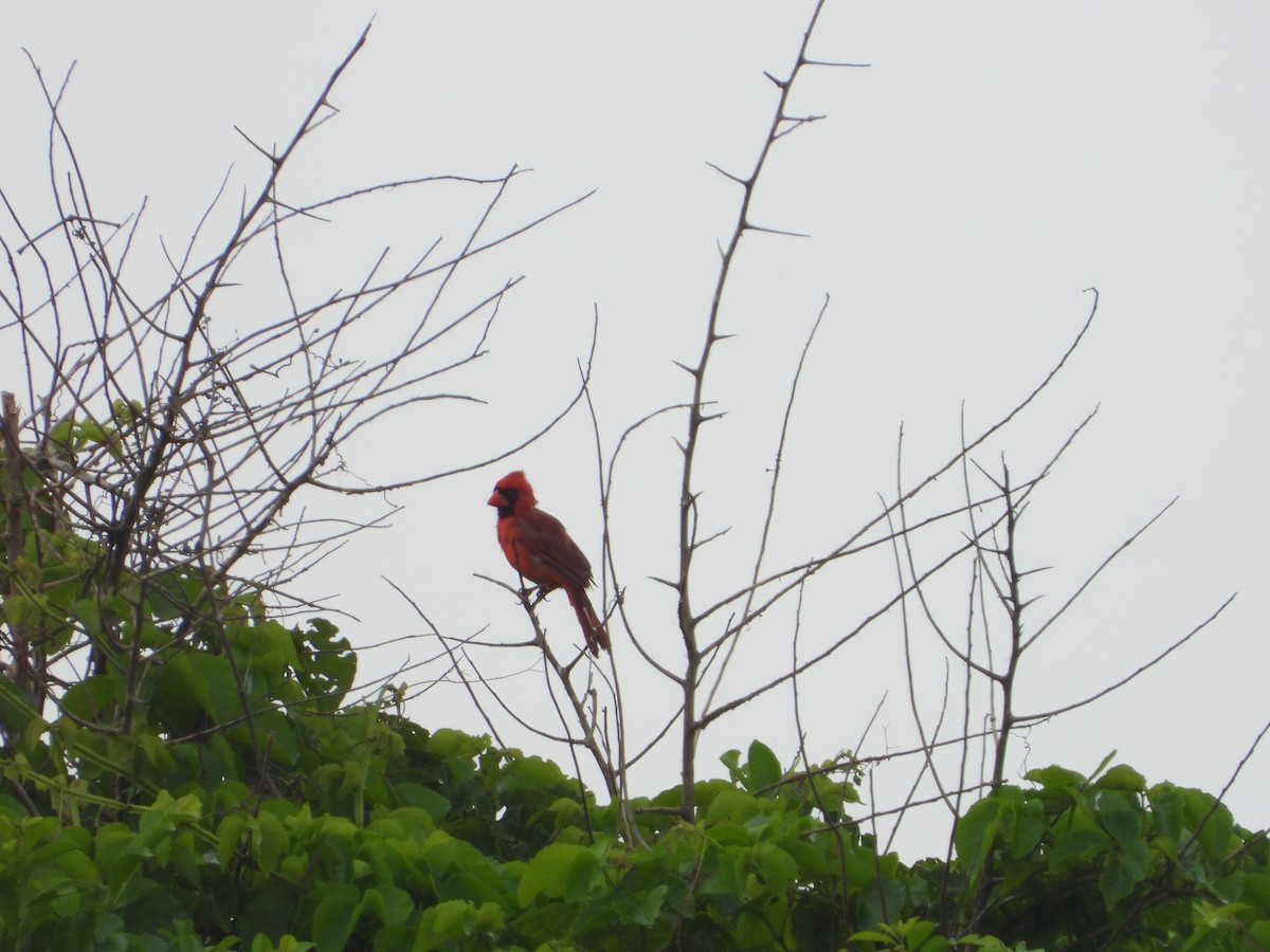 Cardinal rouge - ML258571351