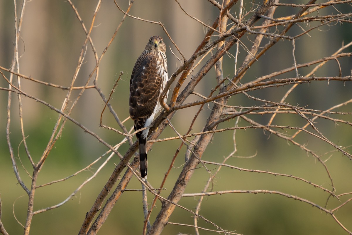 Cooper's Hawk - ML258571681