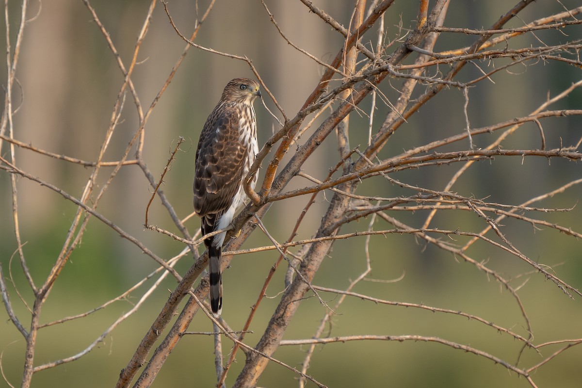Cooper's Hawk - ML258571701