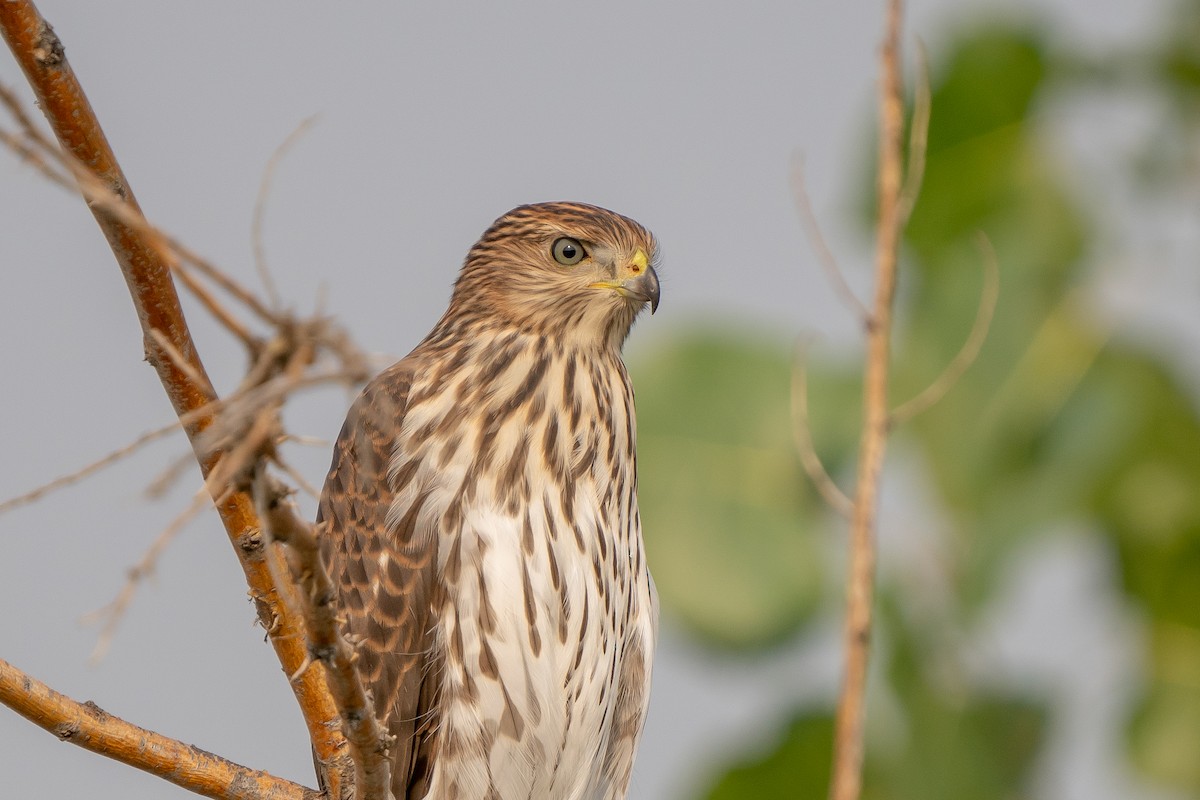 Cooper's Hawk - ML258571711