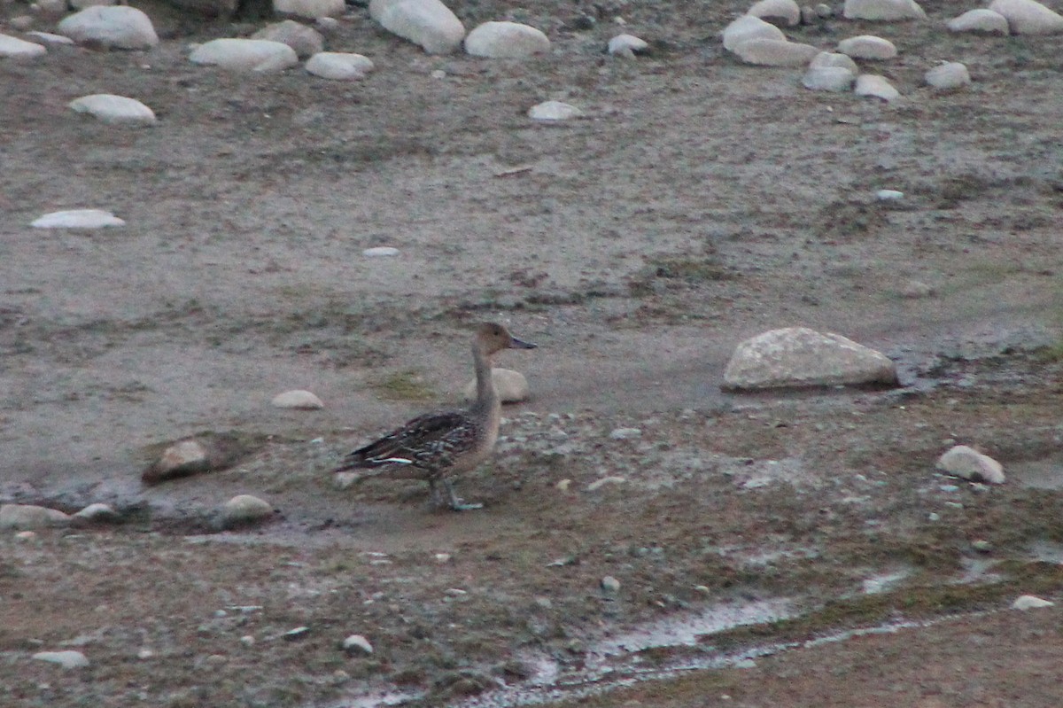 Northern Pintail - ML258574811