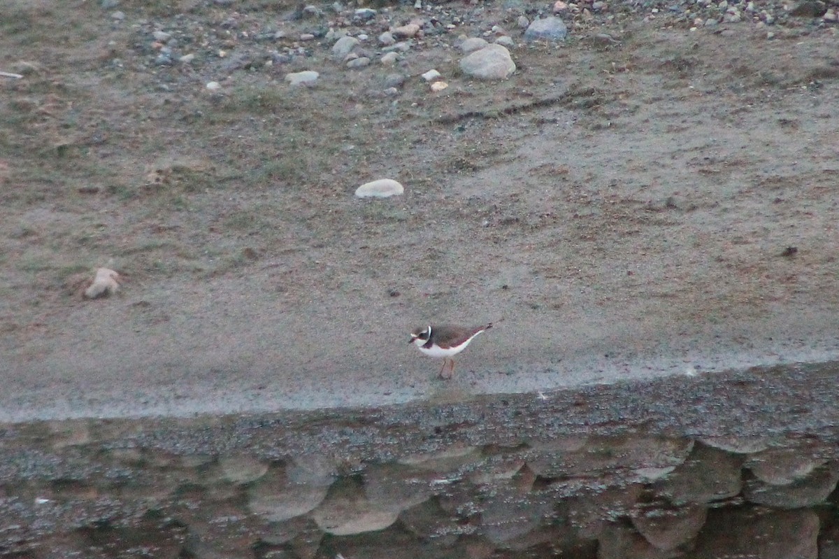 Semipalmated Plover - Joseph Rocheteau