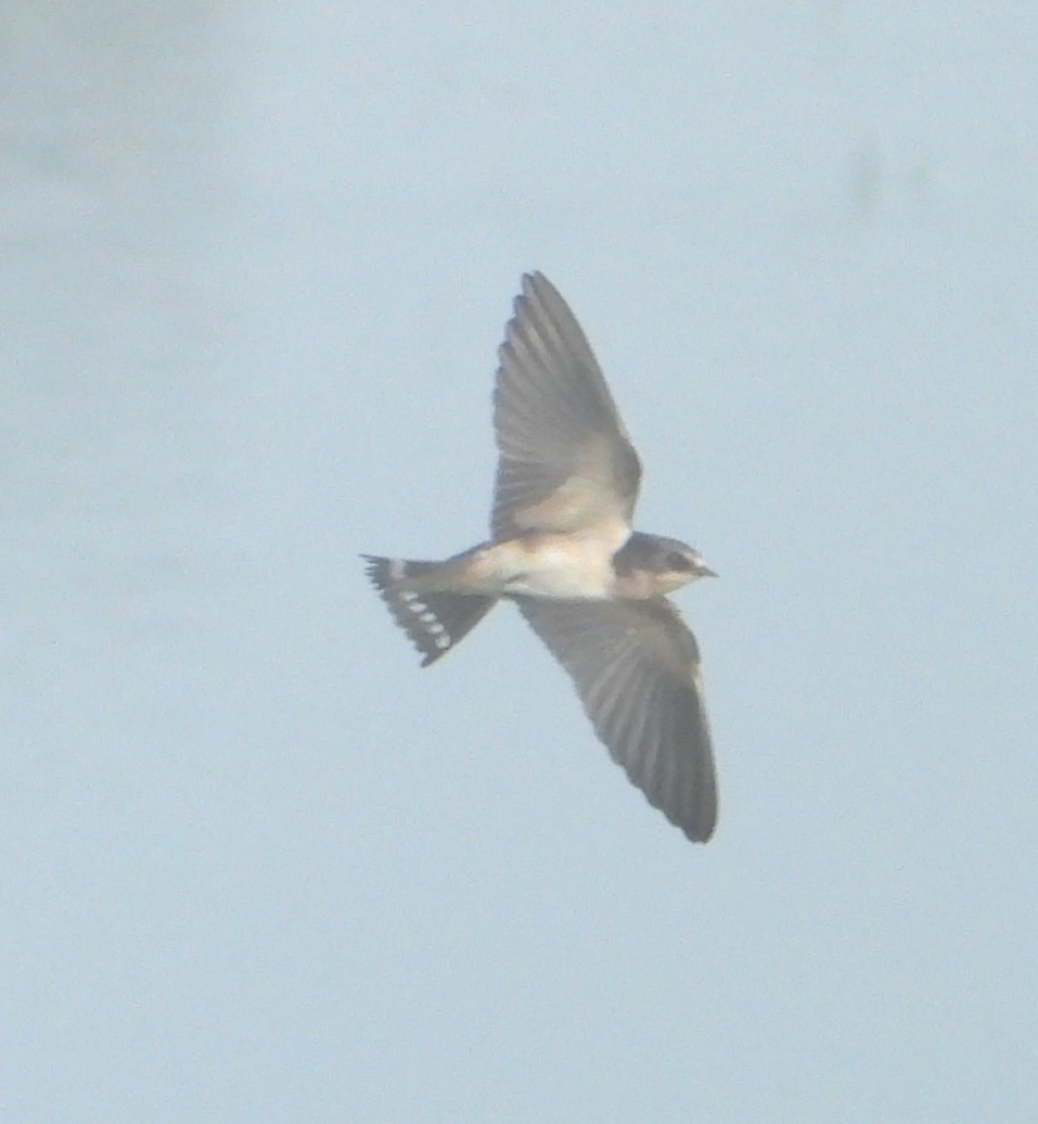 Barn Swallow - ML258575521