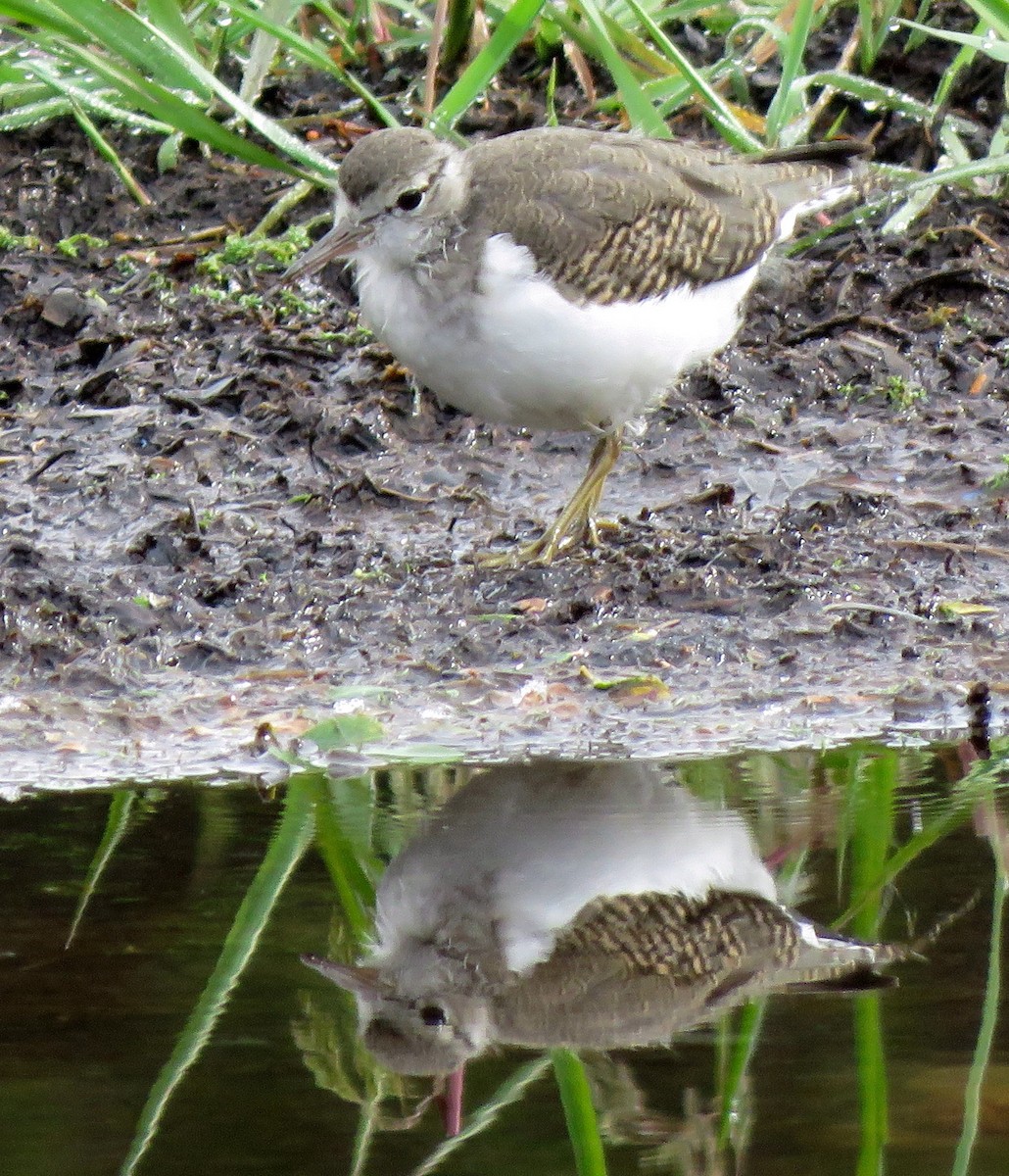 Spotted Sandpiper - ML258575631