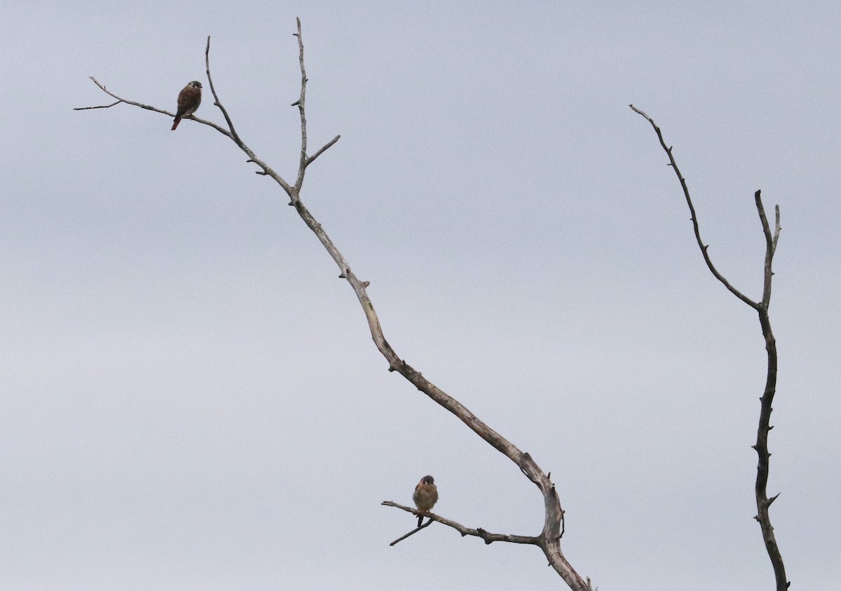 American Kestrel - ML258575711