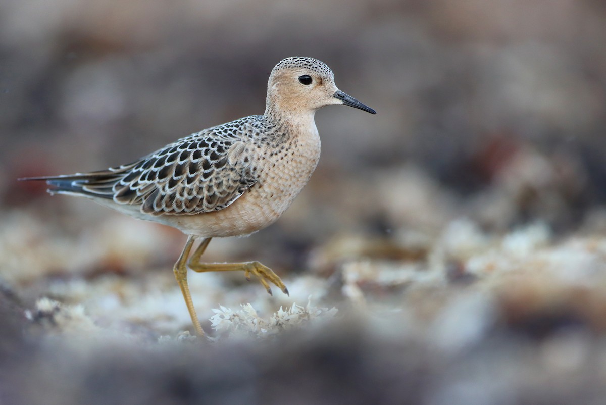 Buff-breasted Sandpiper - Luke Seitz