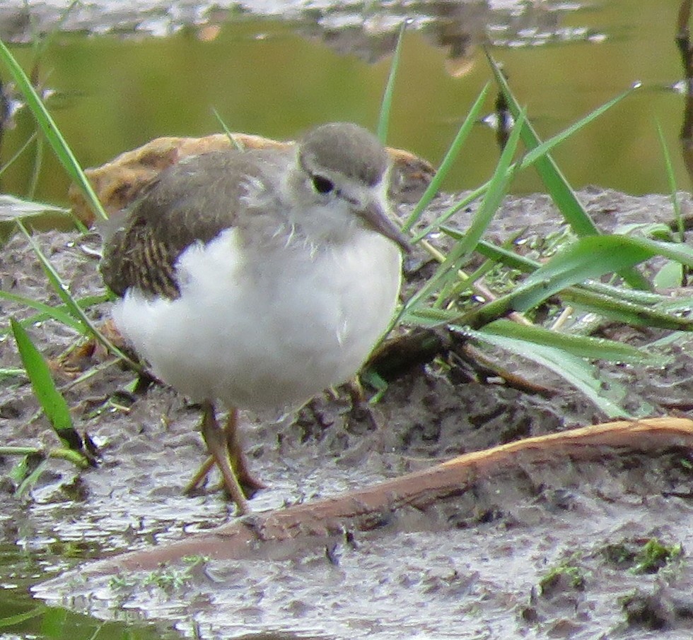 Spotted Sandpiper - ML258576291