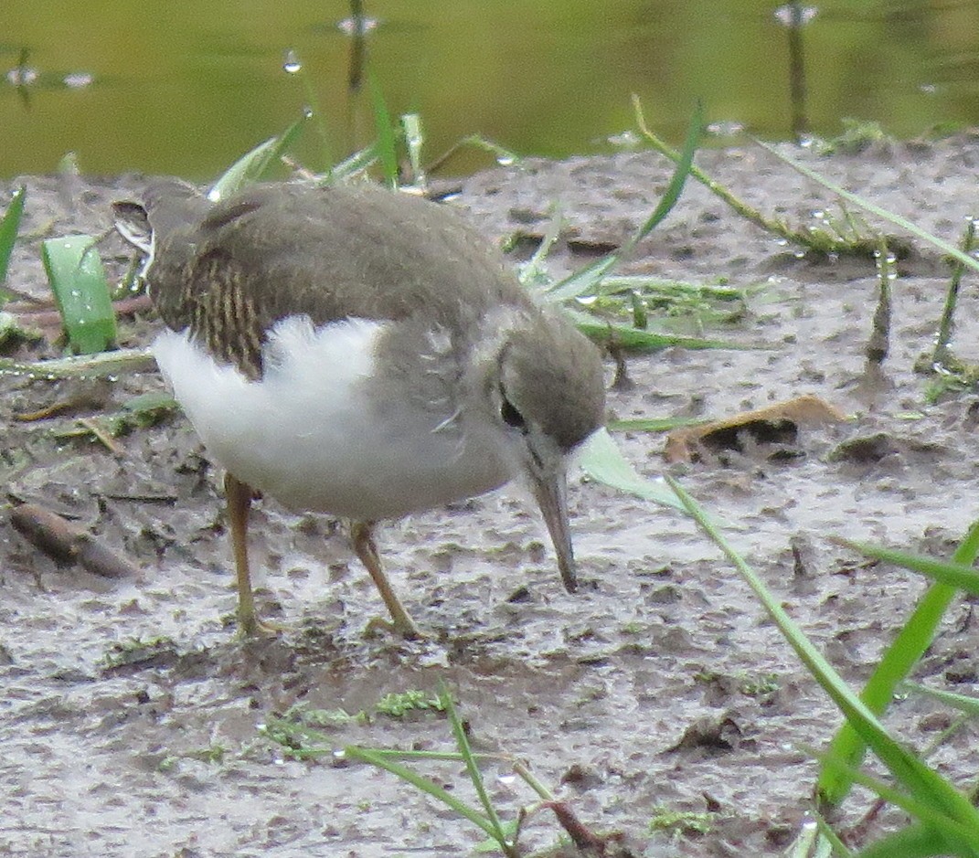 Spotted Sandpiper - ML258576371