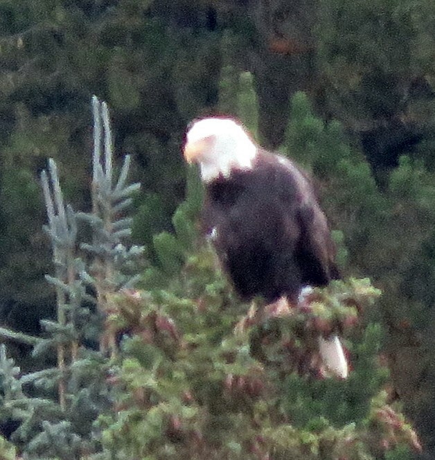 Bald Eagle - Catherine Hagen