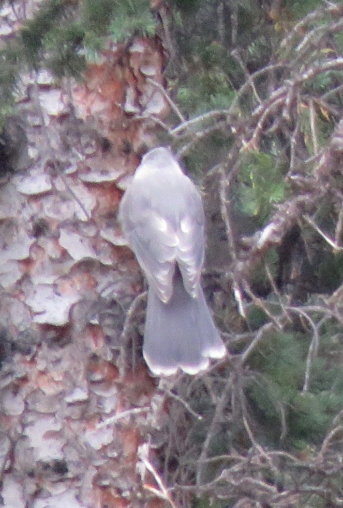 Canada Jay (Rocky Mts.) - ML258576931