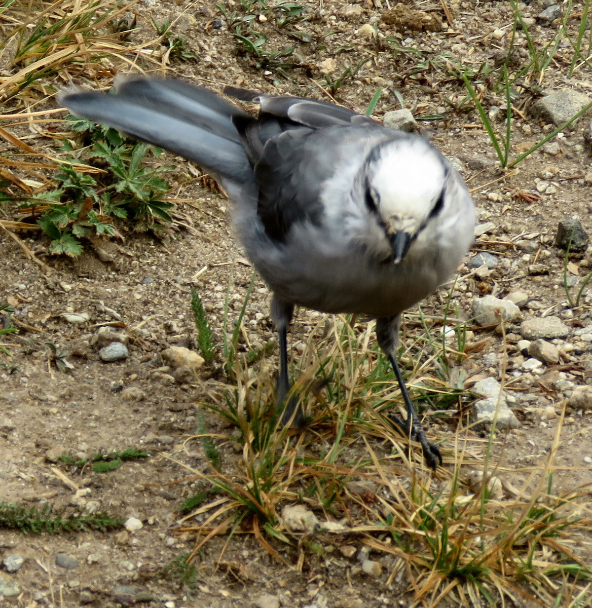 Arrendajo Canadiense (capitalis/bicolor) - ML258576971