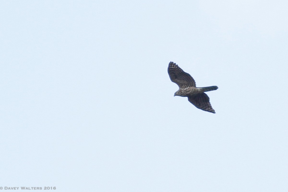 American Goshawk - ML25857911