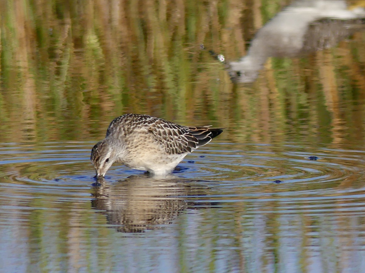 Stilt Sandpiper - ML258581211