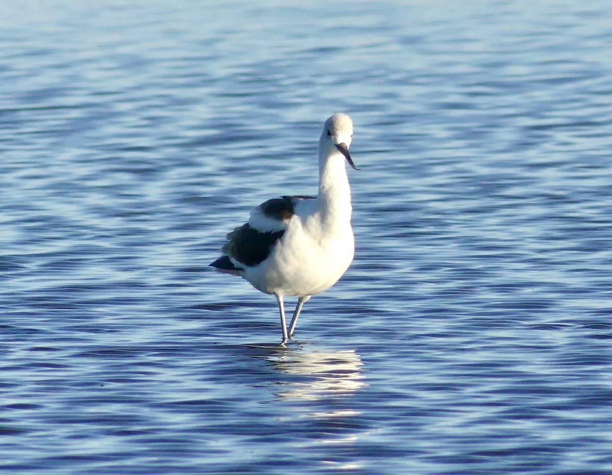 Avocette d'Amérique - ML258581291