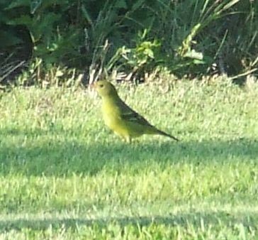 Western Tanager - ML258581441