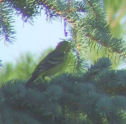 Western Tanager - ML258581581