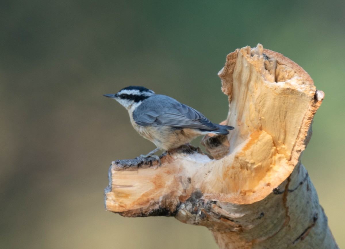 Red-breasted Nuthatch - ML258581601