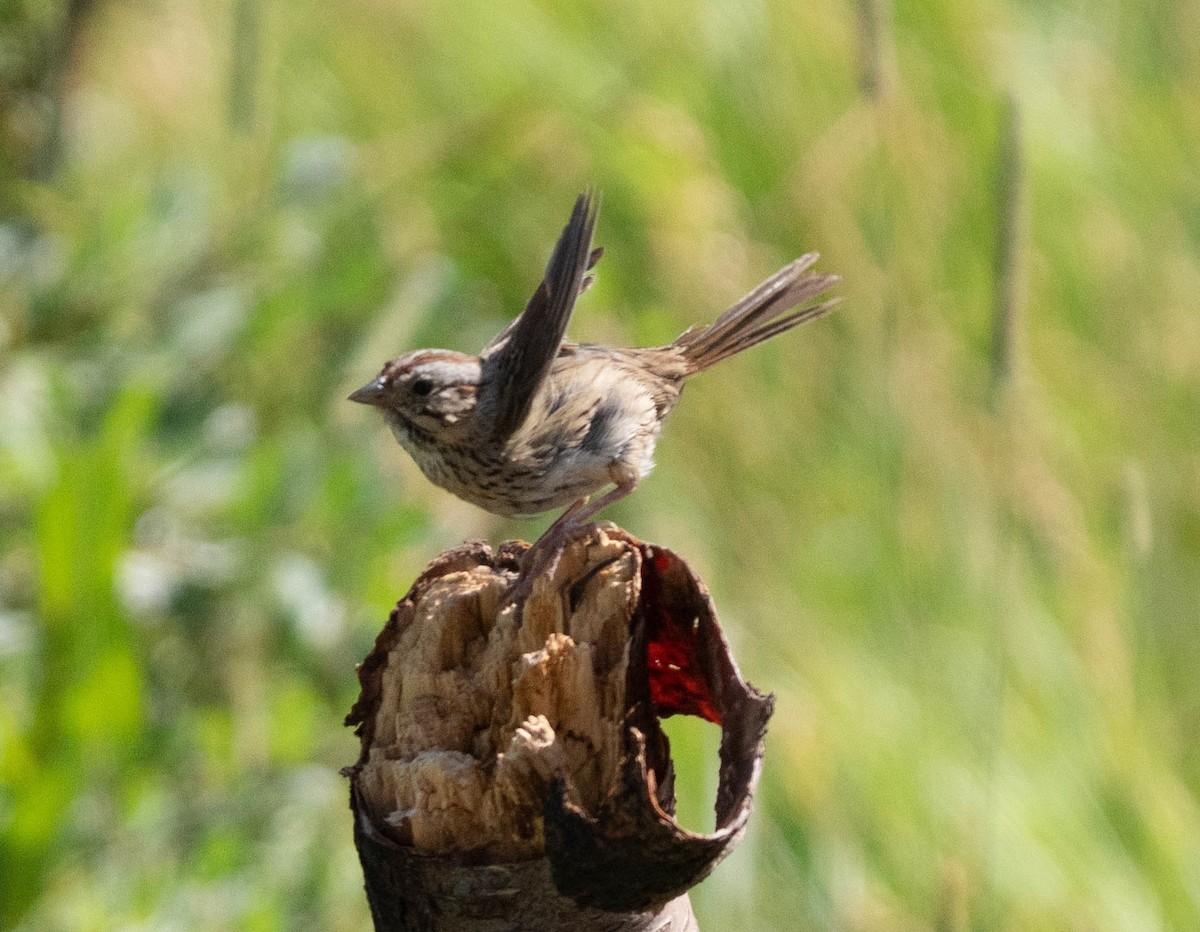 Lincoln's Sparrow - ML258582021