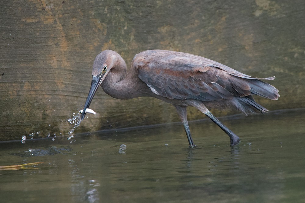 Reddish Egret - stephanie pluscht