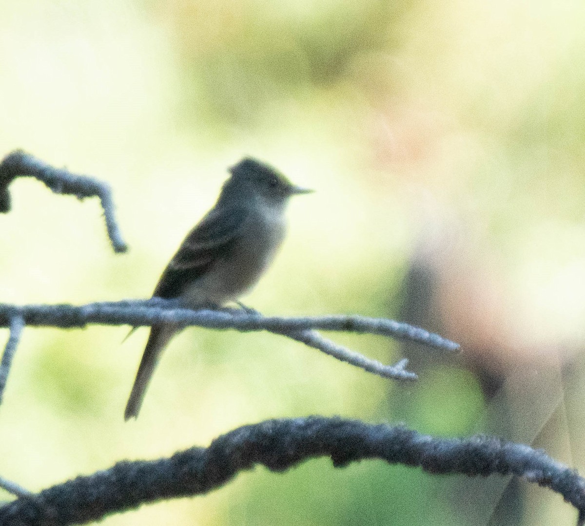 Willow Flycatcher - ML258582401