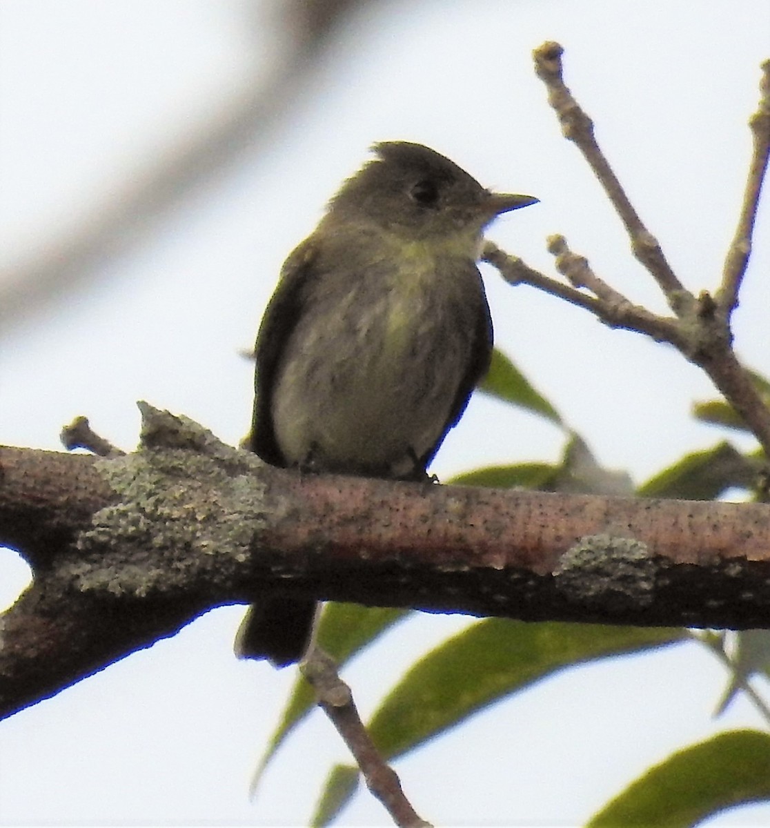 Eastern Wood-Pewee - John Licharson