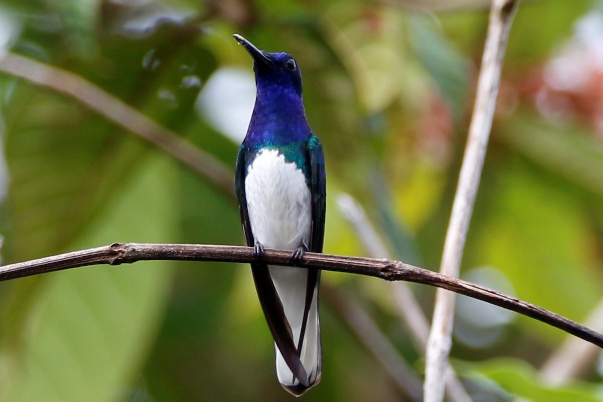 Colibrí Nuquiblanco - ML258586011