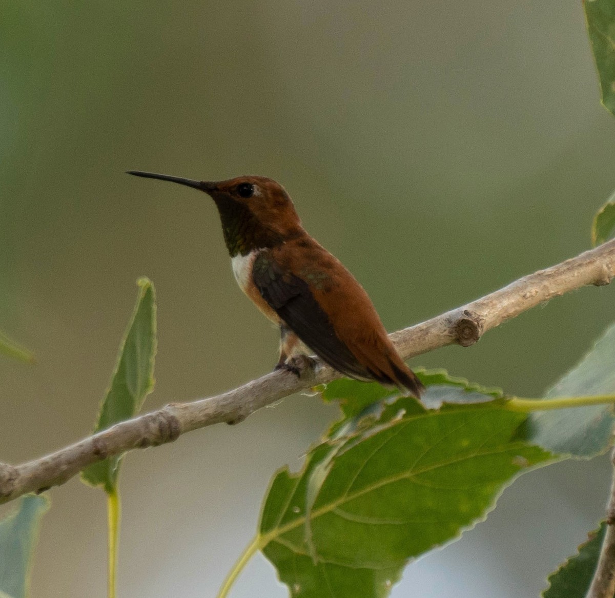 Rufous Hummingbird - ML258586461