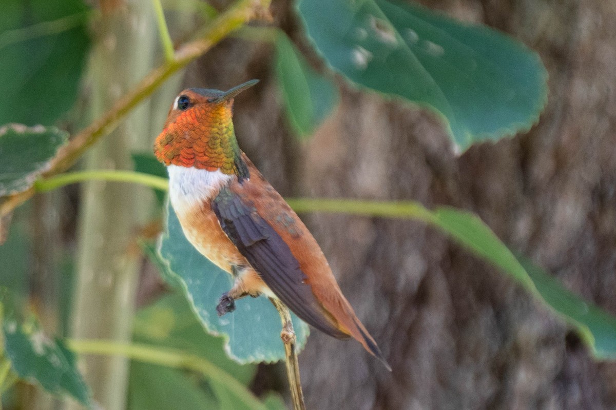 Rufous Hummingbird - ML258586471